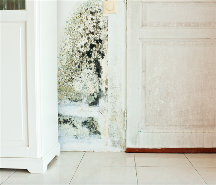 Mold damage on interior white door