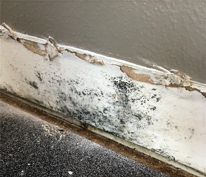 close-up of mold on baseboard