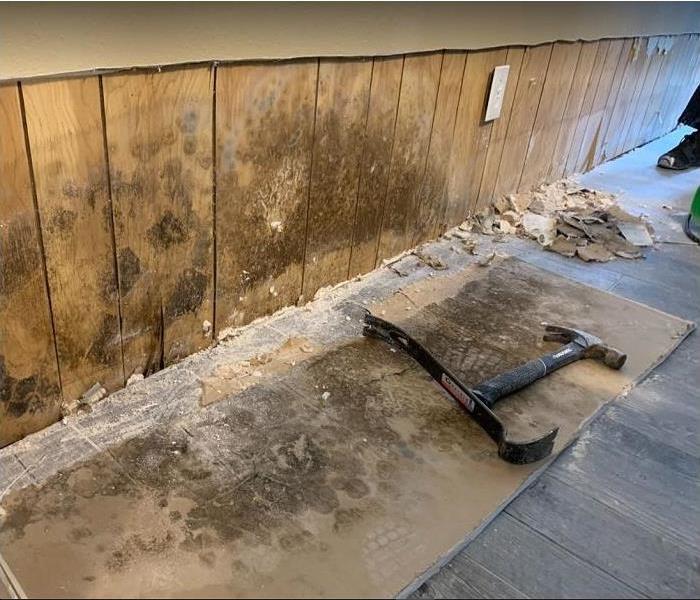 drywall removed along bottom of wall revealing mold growth